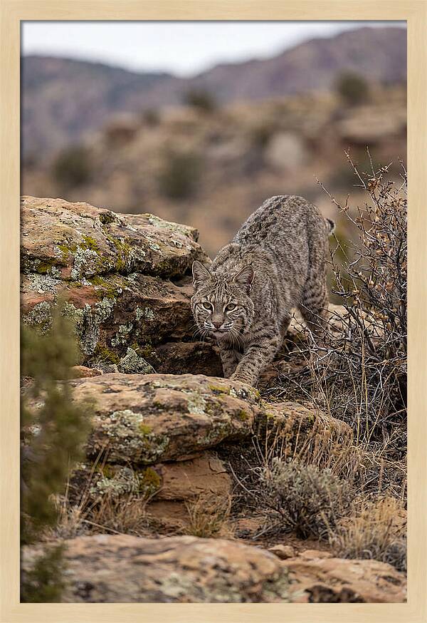 Bobcat Stalking Prey