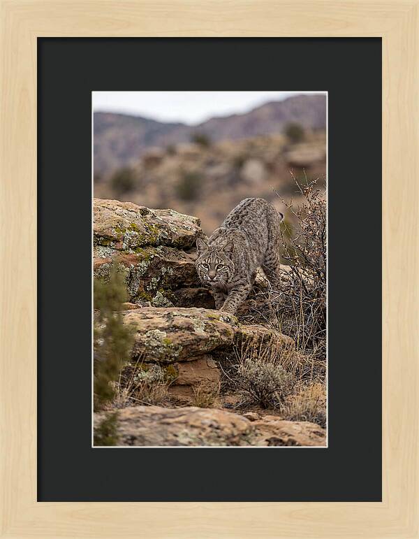 Bobcat Stalking Prey