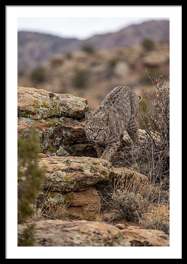 Bobcat Stalking Prey
