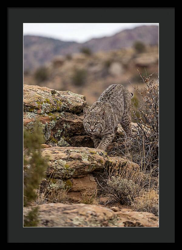 Bobcat Stalking Prey