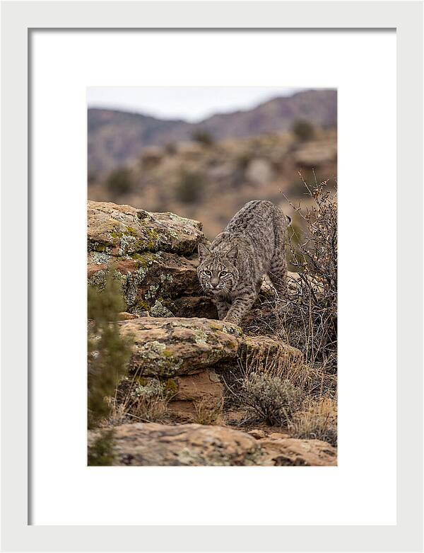 Bobcat Stalking Prey