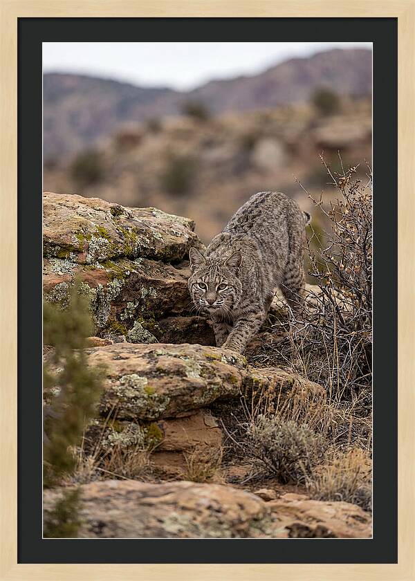 Bobcat Stalking Prey