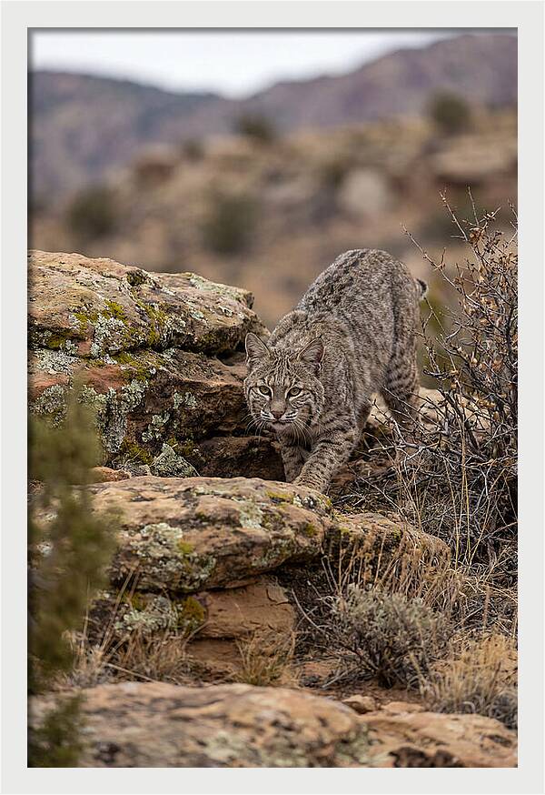 Bobcat Stalking Prey