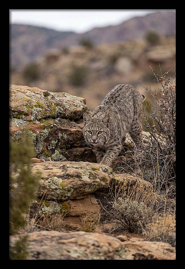 Bobcat Stalking Prey