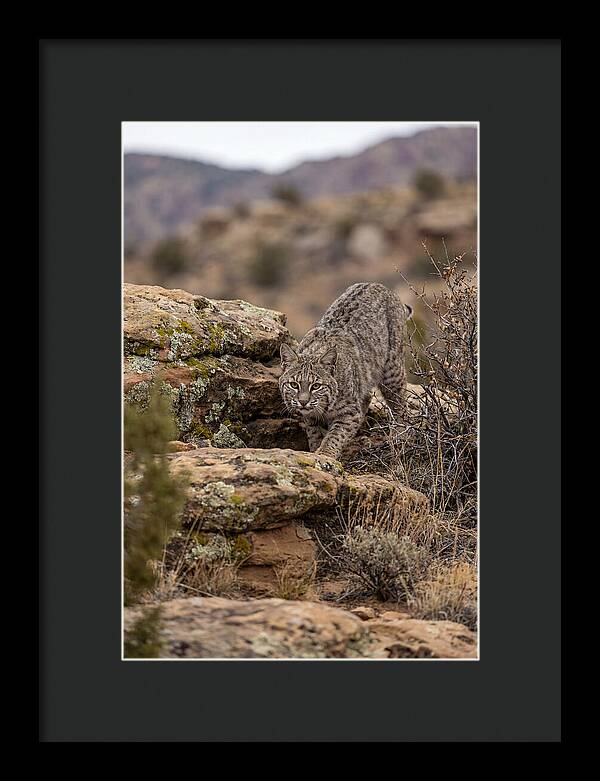 Bobcat Stalking Prey