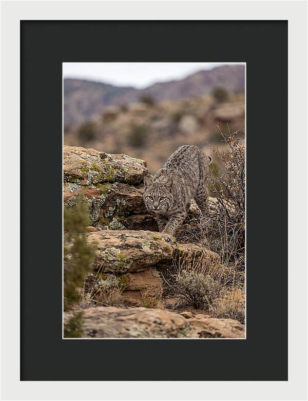 Bobcat Stalking Prey