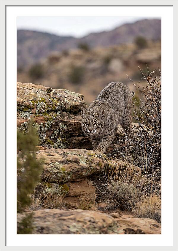 Bobcat Stalking Prey
