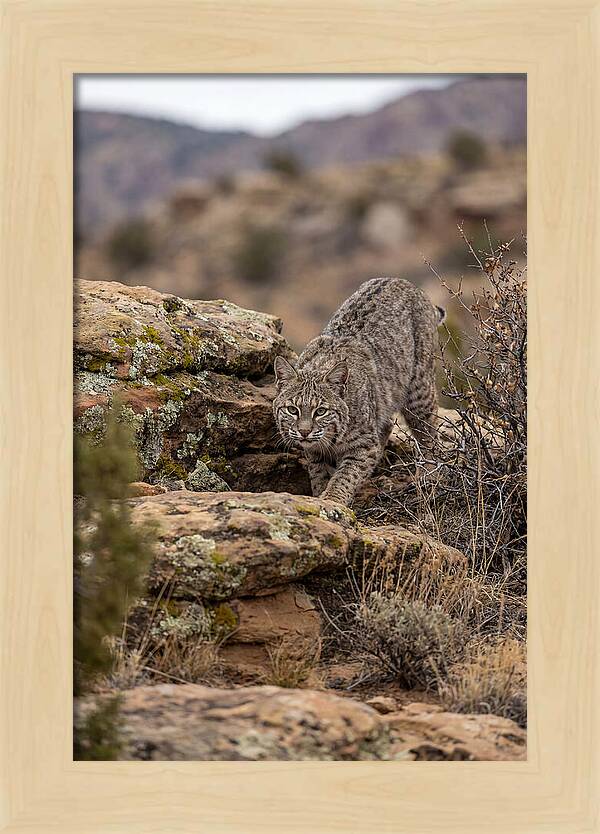 Bobcat Stalking Prey