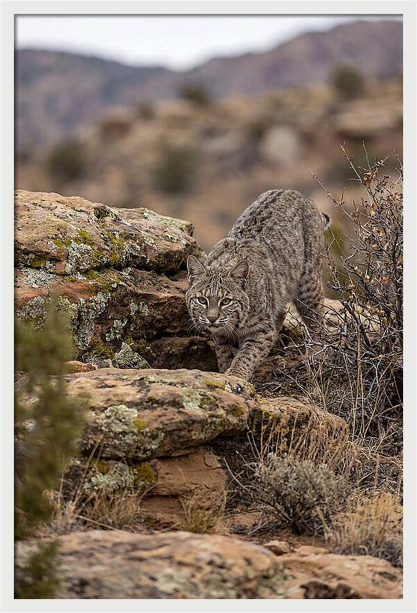 Bobcat Stalking Prey