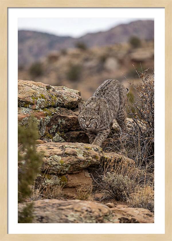 Bobcat Stalking Prey