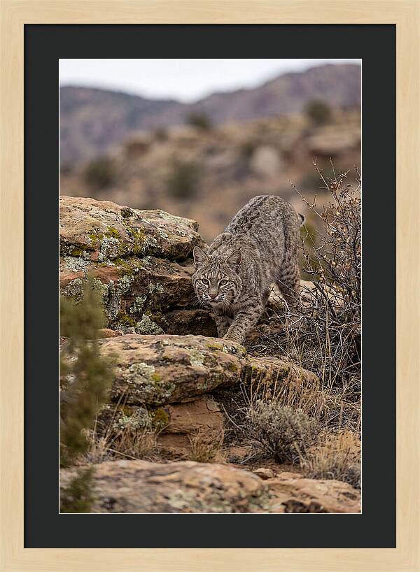 Bobcat Stalking Prey
