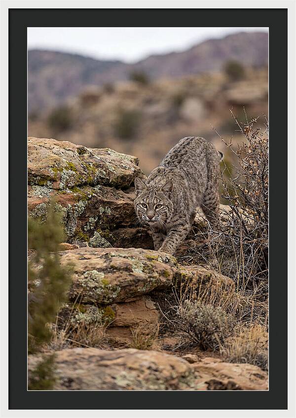 Bobcat Stalking Prey