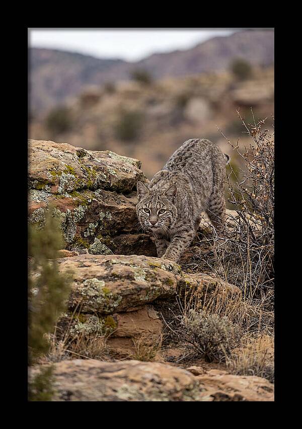 Bobcat Stalking Prey