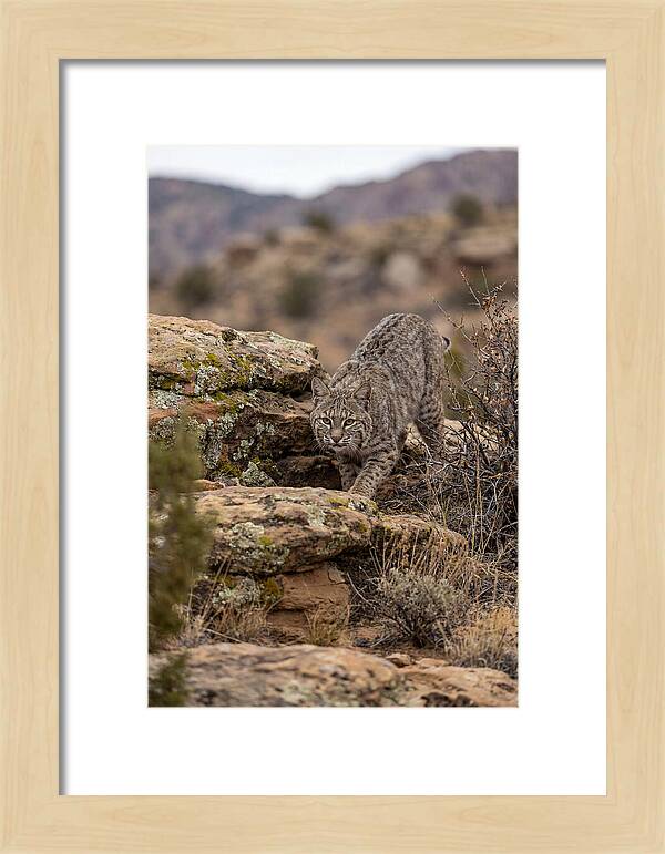 Bobcat Stalking Prey