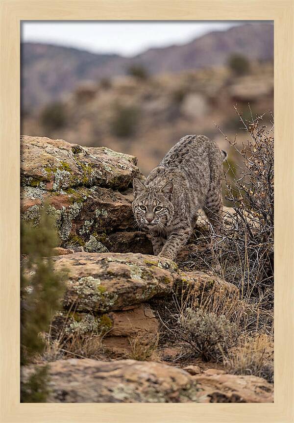 Bobcat Stalking Prey