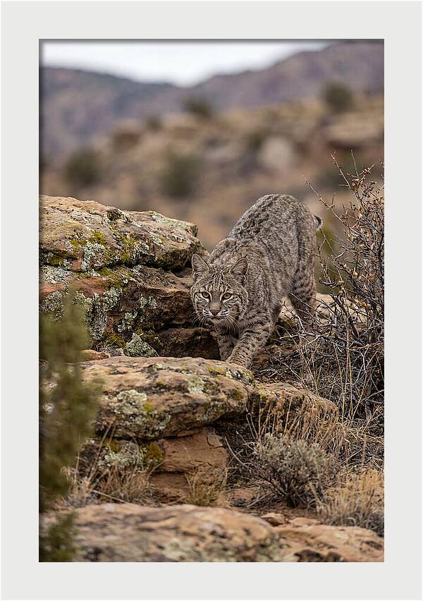 Bobcat Stalking Prey