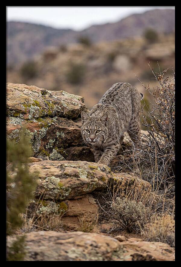Bobcat Stalking Prey