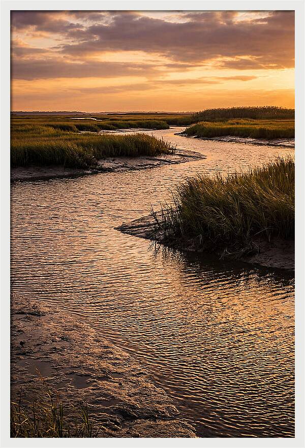 Bombay Hook Marshes Serenity