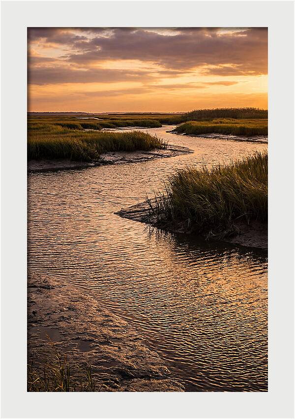 Bombay Hook Marshes Serenity