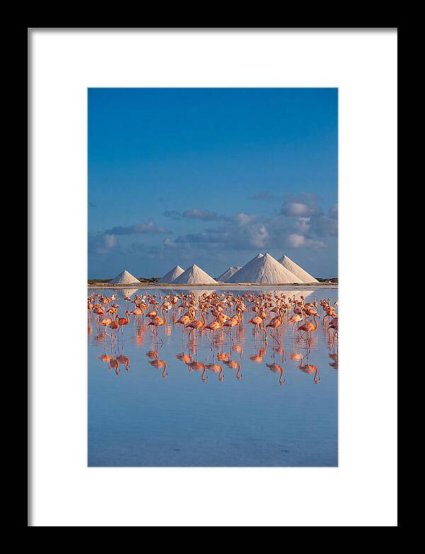 Bonaire Flamingo Sanctuary