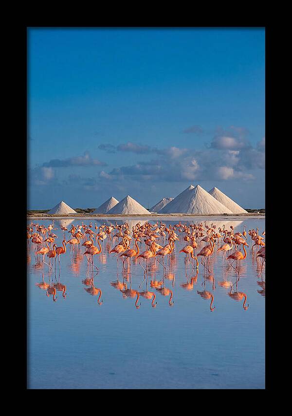 Bonaire Flamingo Sanctuary