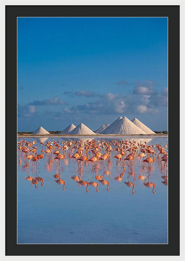 Bonaire Flamingo Sanctuary