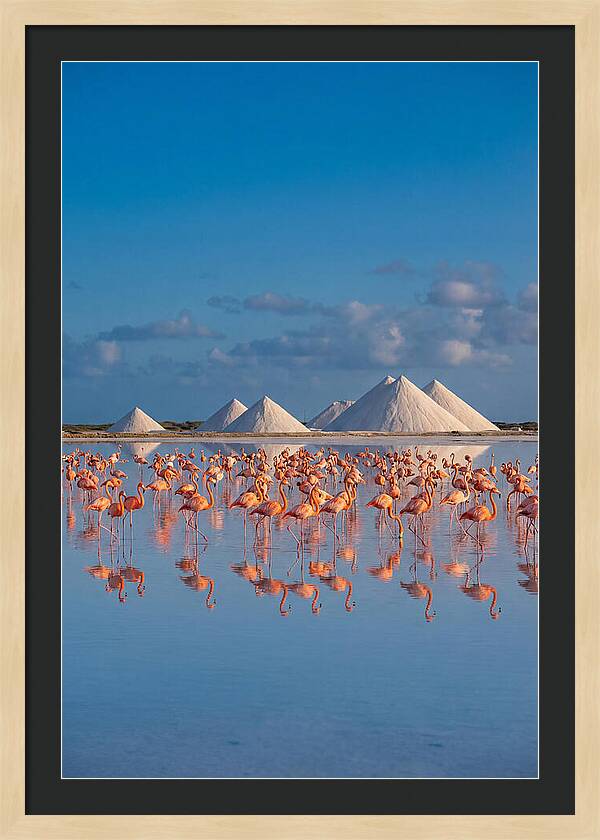 Bonaire Flamingo Sanctuary