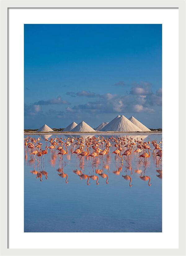 Bonaire Flamingo Sanctuary