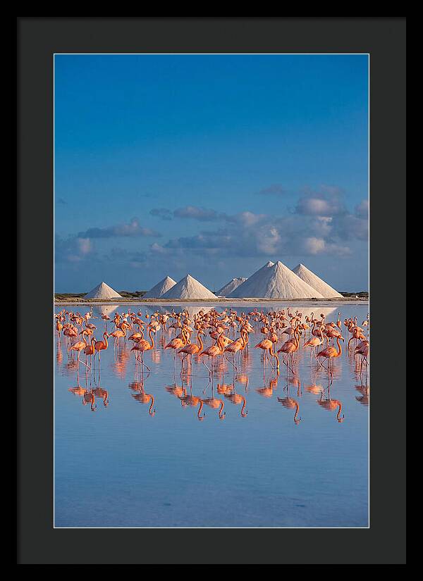 Bonaire Flamingo Sanctuary