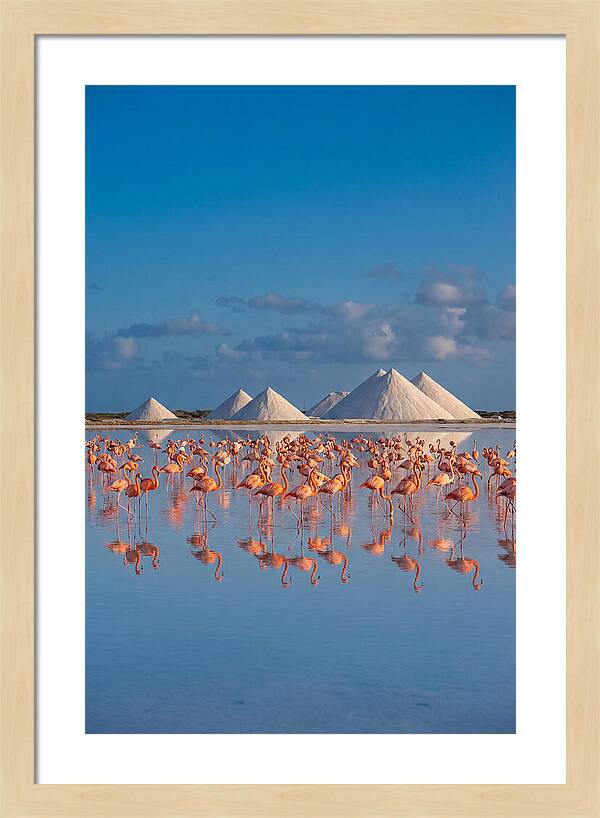 Bonaire Flamingo Sanctuary