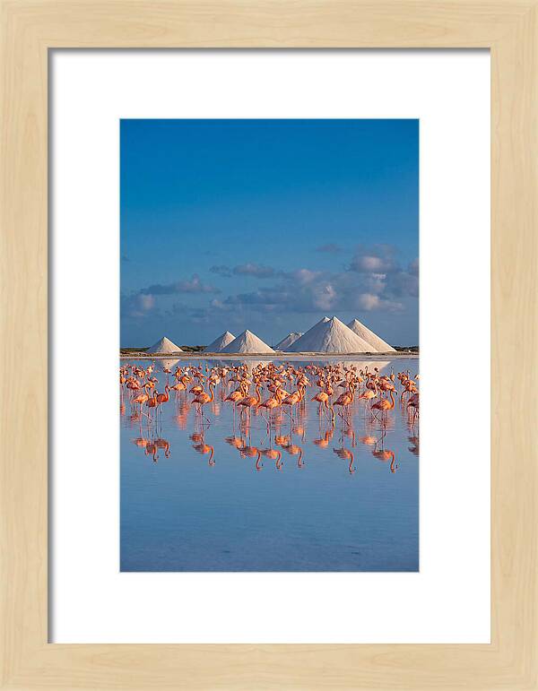 Bonaire Flamingo Sanctuary