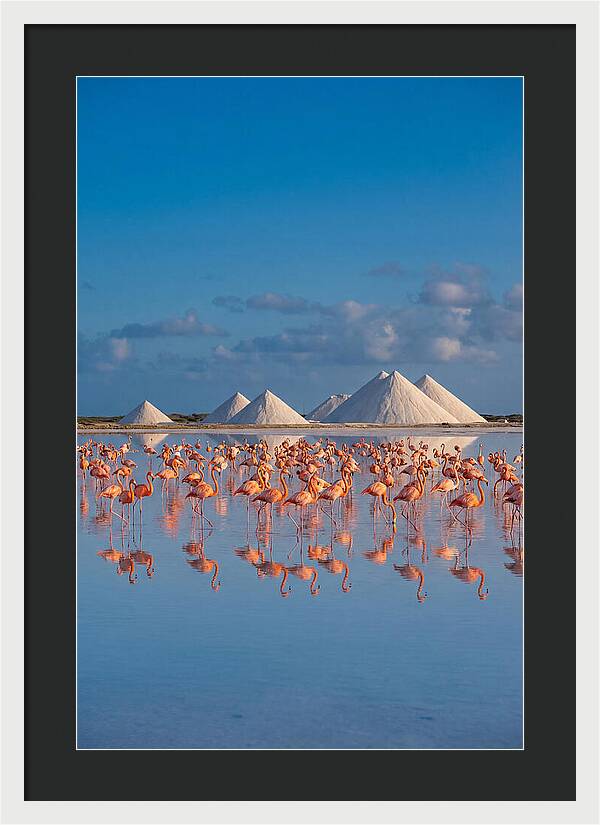 Bonaire Flamingo Sanctuary