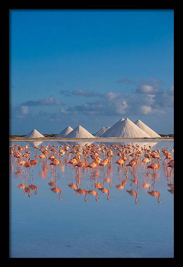 Bonaire Flamingo Sanctuary