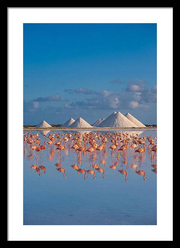 Bonaire Flamingo Sanctuary