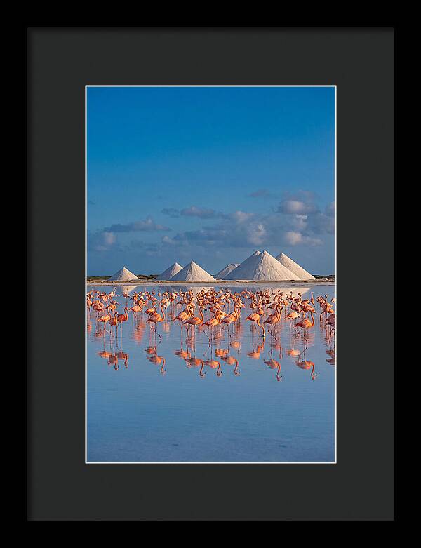 Bonaire Flamingo Sanctuary