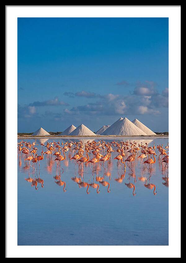 Bonaire Flamingo Sanctuary