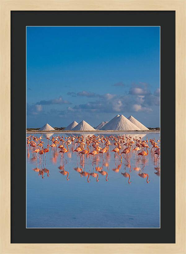 Bonaire Flamingo Sanctuary