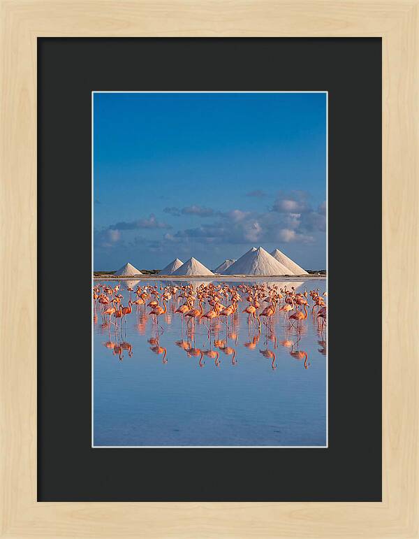 Bonaire Flamingo Sanctuary