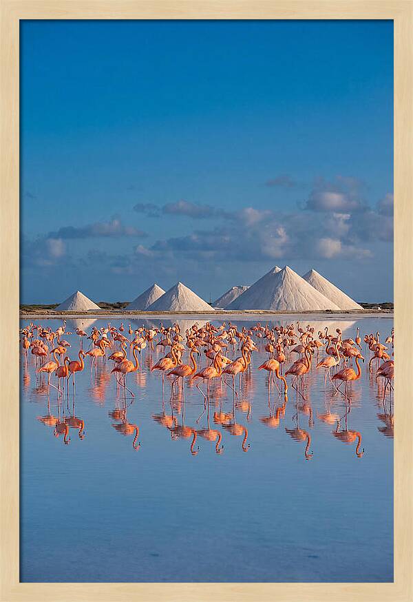 Bonaire Flamingo Sanctuary