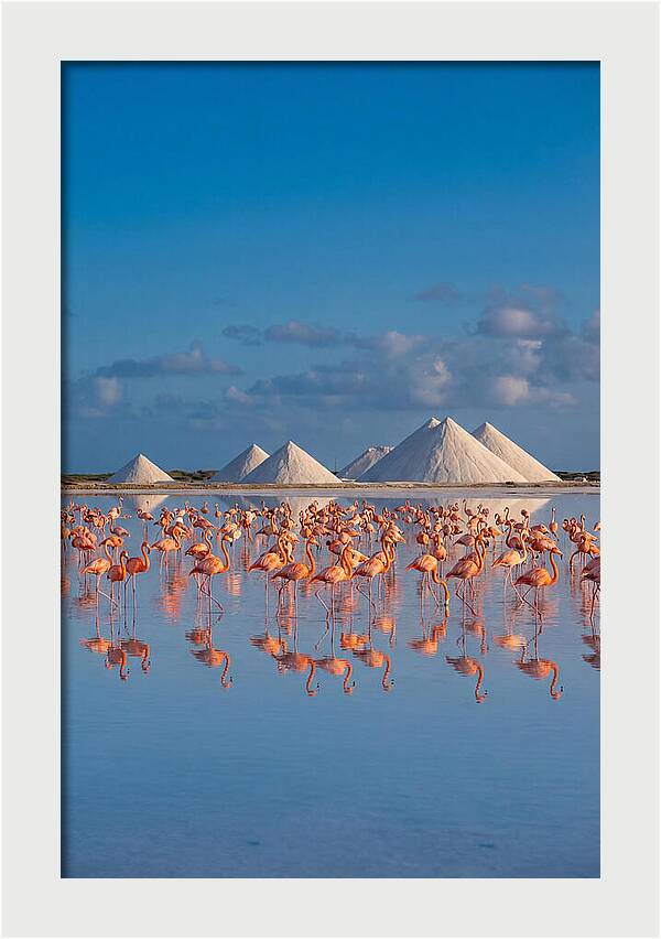 Bonaire Flamingo Sanctuary