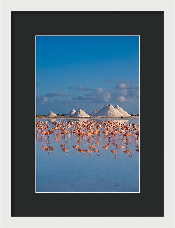 Bonaire Flamingo Sanctuary
