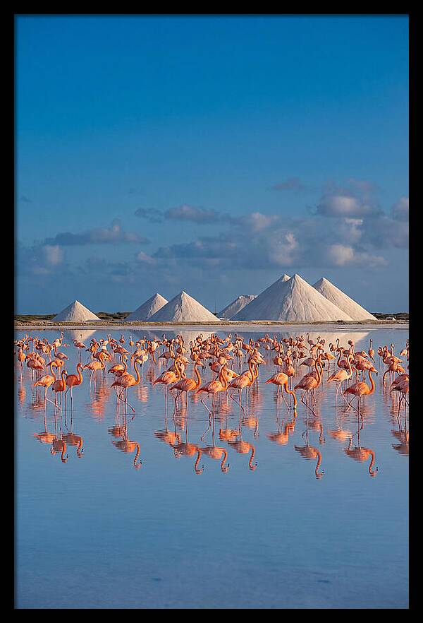 Bonaire Flamingo Sanctuary