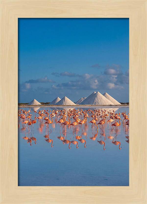 Bonaire Flamingo Sanctuary