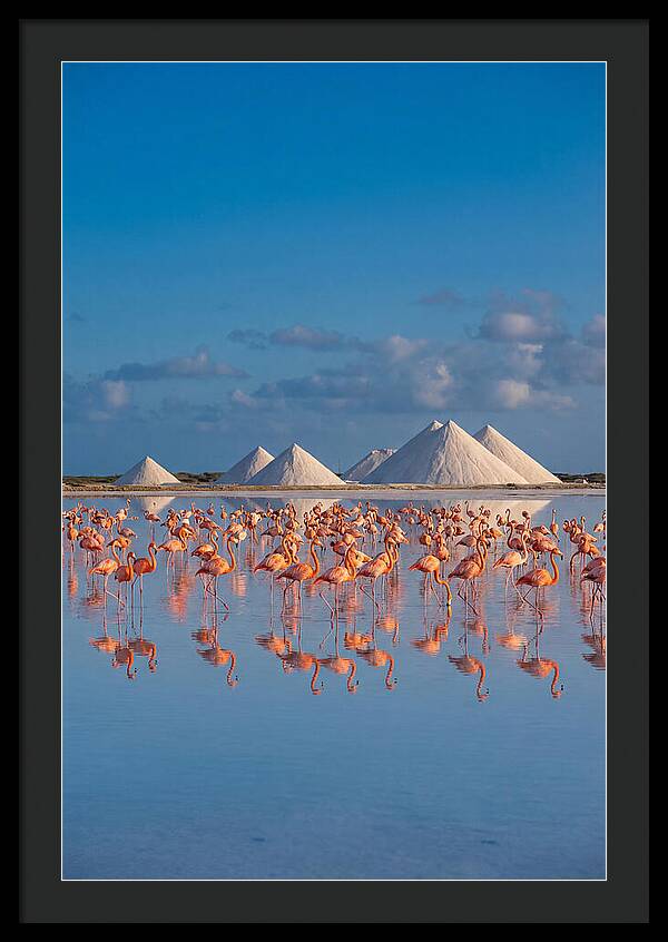 Bonaire Flamingo Sanctuary