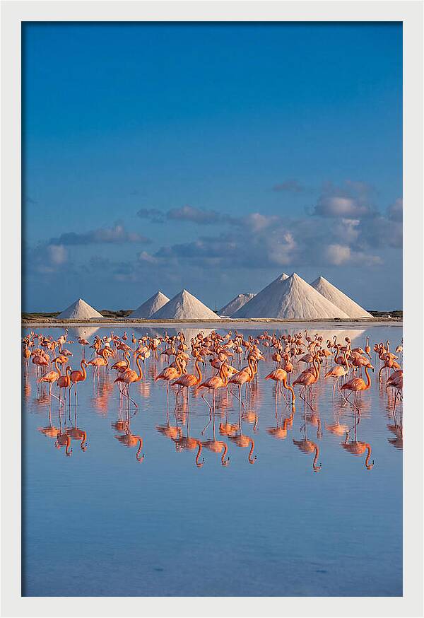 Bonaire Flamingo Sanctuary