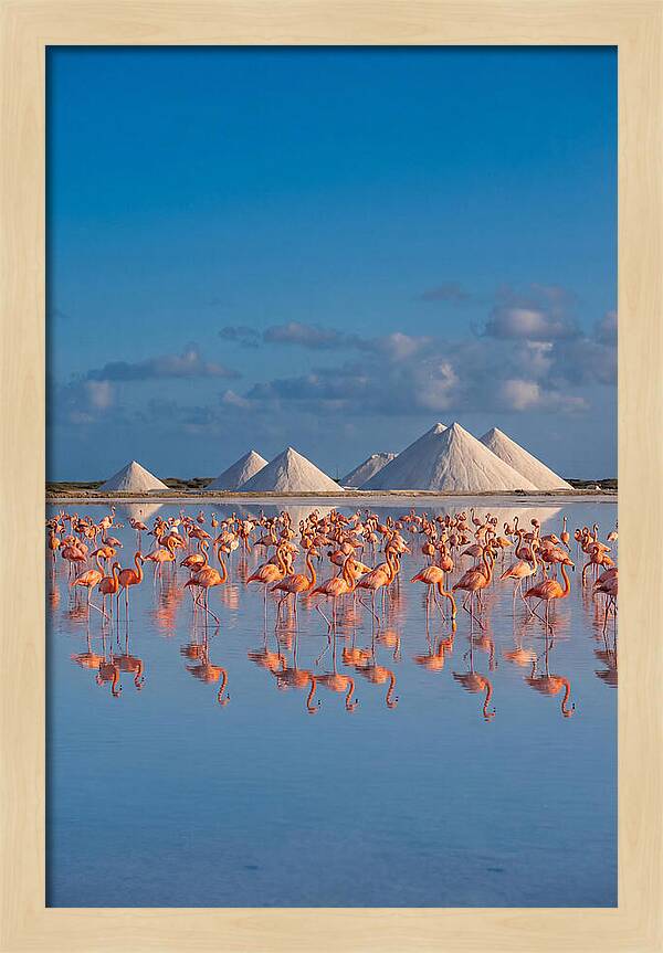 Bonaire Flamingo Sanctuary