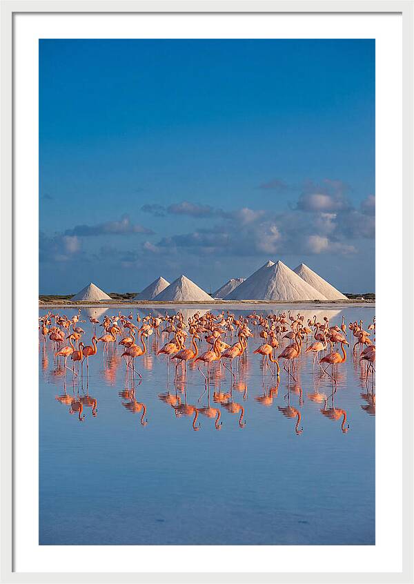 Bonaire Flamingo Sanctuary