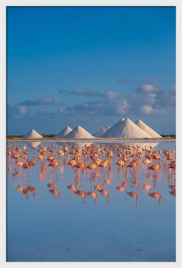 Bonaire Flamingo Sanctuary