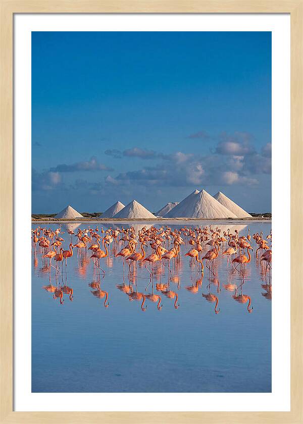 Bonaire Flamingo Sanctuary