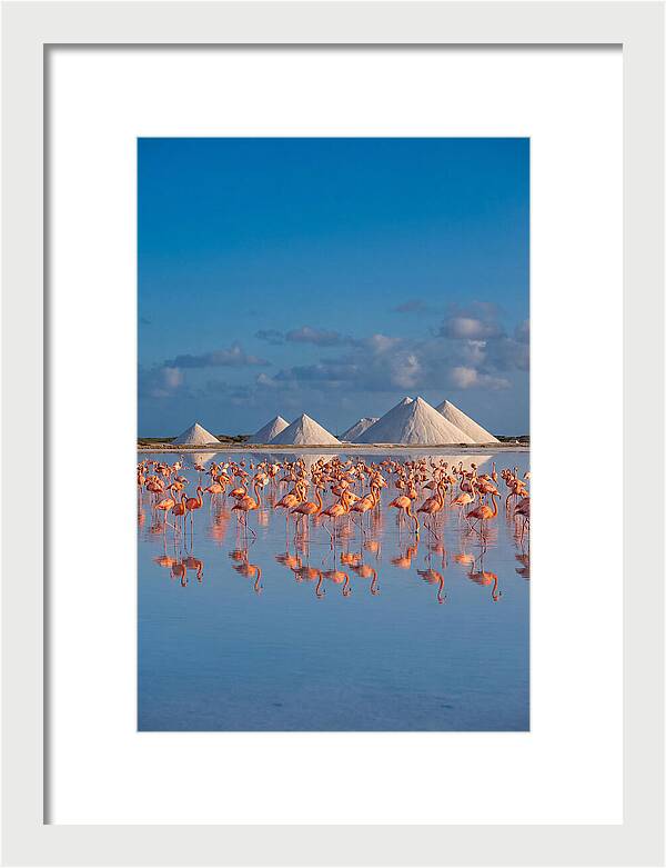 Bonaire Flamingo Sanctuary